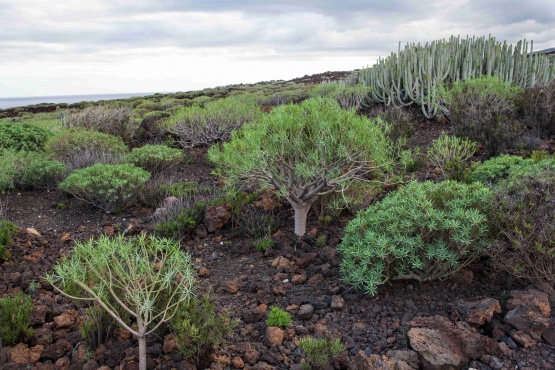 Tenerife