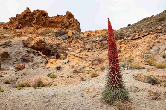 Tenerife